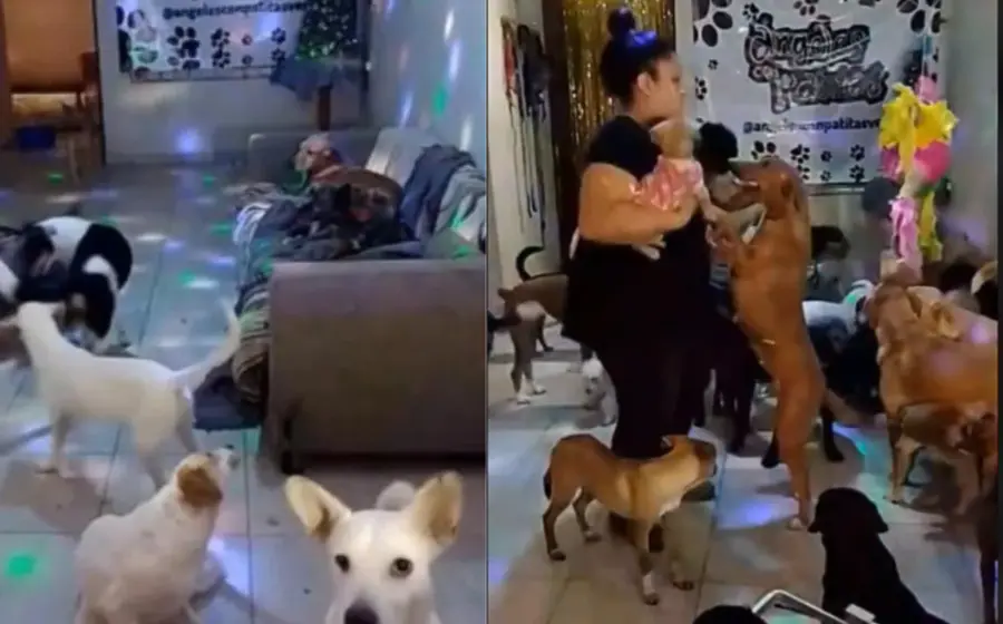 fiesta_perritos_albergue_bailan