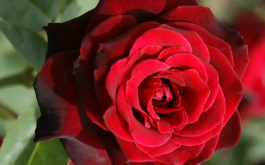 flores-petalos