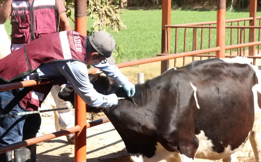 vacuna_brucelosis_cabezas_hembras_ganado