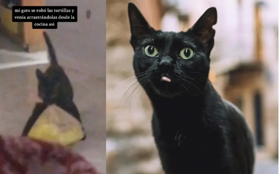 gatito_roba_bolsa_de_tortilla