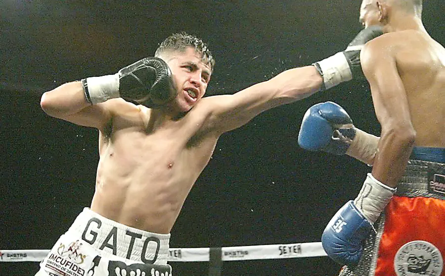 gatito-curiel-boxeador