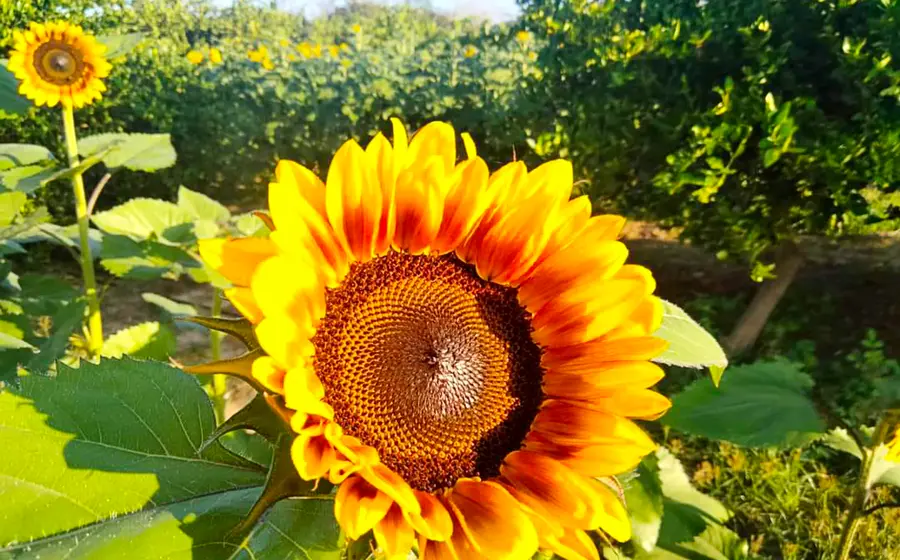 girasol-oaxaca