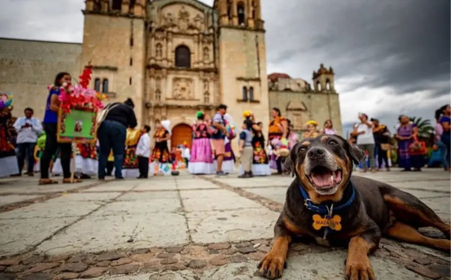 lomito-oaxaca