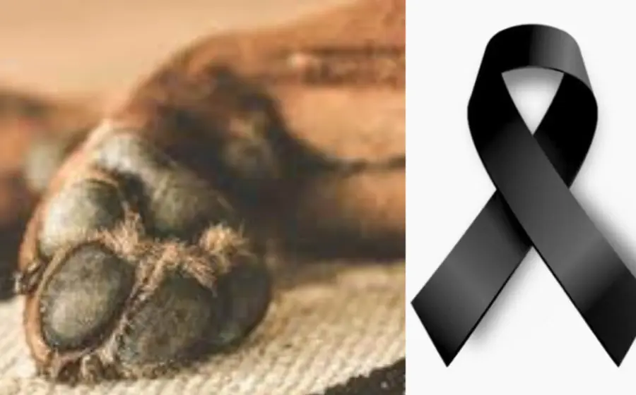 fallece_lomito_mazapan_estaba_enfermo