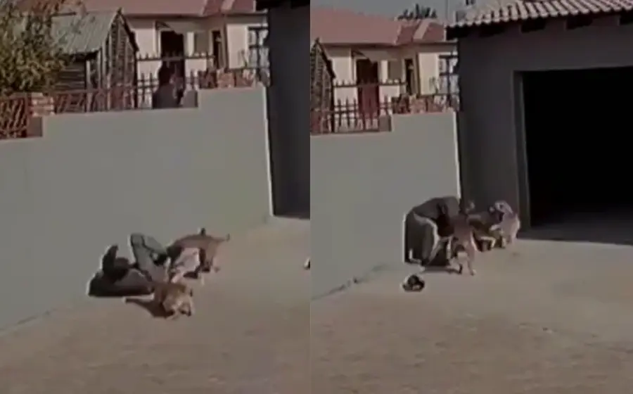 lomitos_muerden_ladron_vivienda