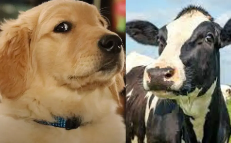 lomito_imita_a_las_vacas