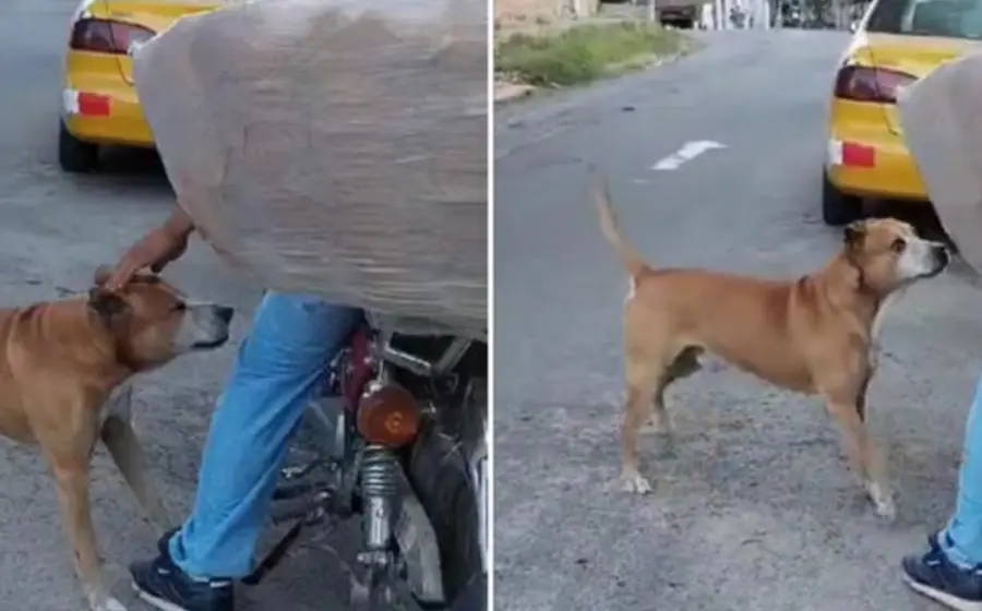 pperito_comueve_panadero_regala_pan