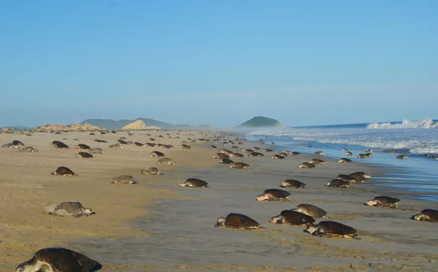 playas-oaxaca