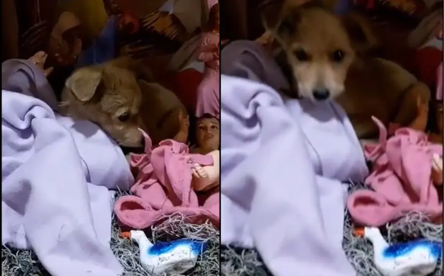 cachorro_pichirilo_rescatado_nacimiento