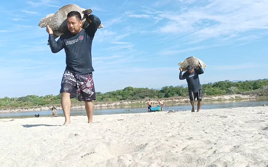 trabajo_rescate_tortugas_golfinas