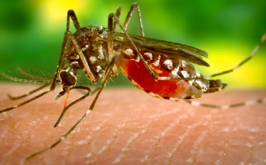 zika-oaxaca