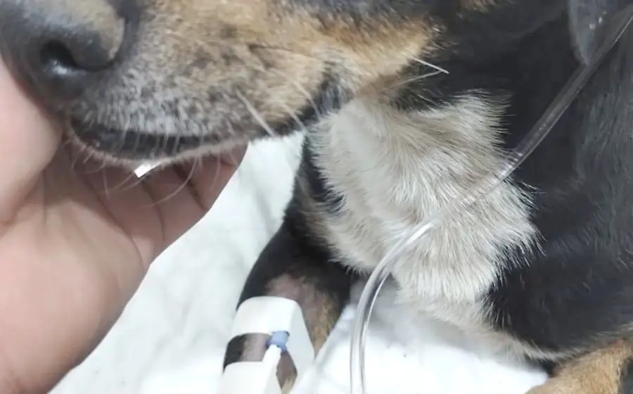 Exigen justicia para Hércules, perro atacado por pitbull en Oaxaca