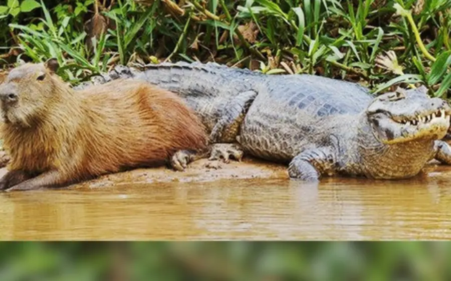 capibara_y_cocodrilo_amigos_inseparables 