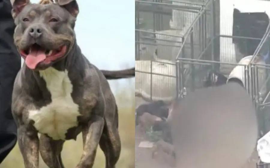 pitbulls_atacan_ultiman_su_dueño 