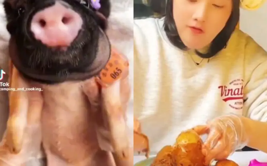 cerdito_spa_lo_cocinan 