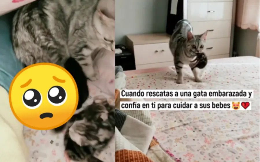 gatita-portada
