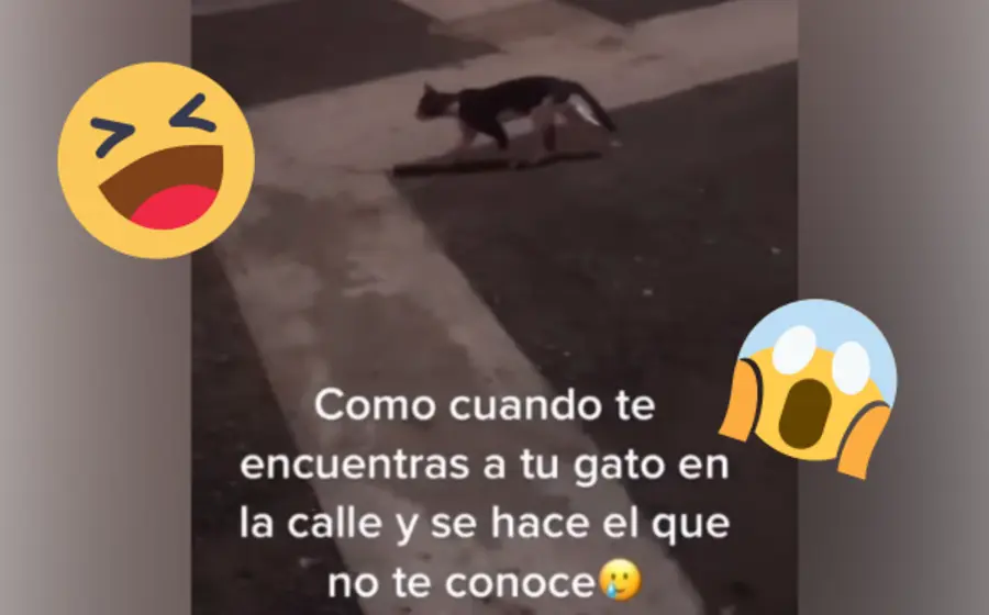 gato-callejero-portada