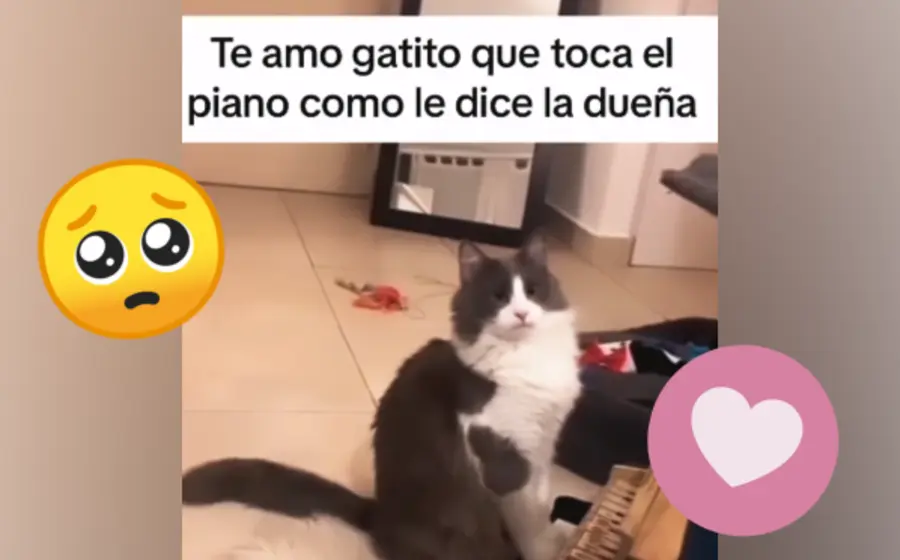gato-pinista-portada