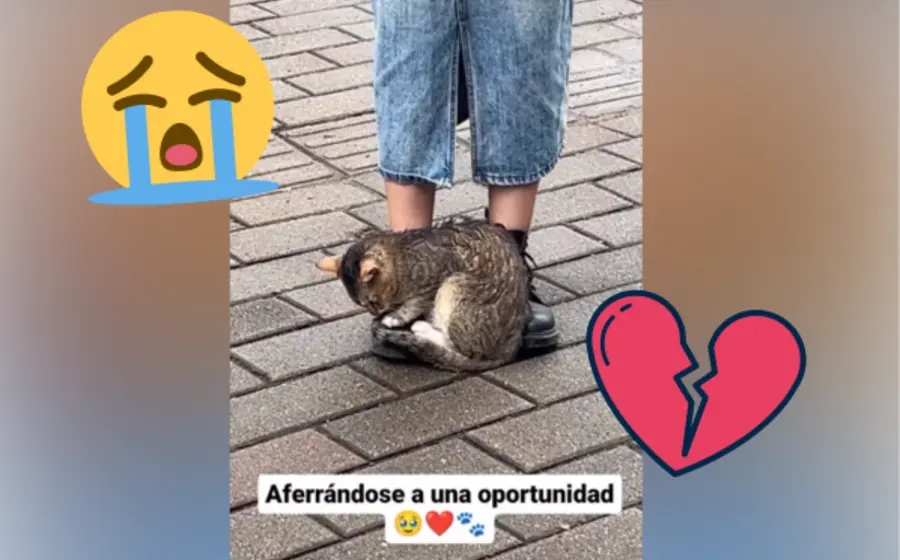 gato-portada (1)
