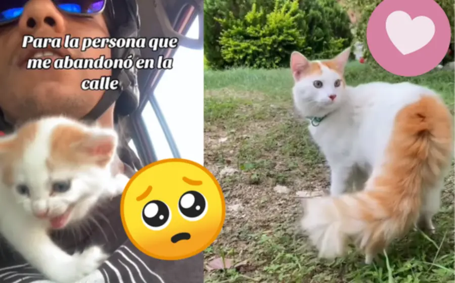 gato-portada