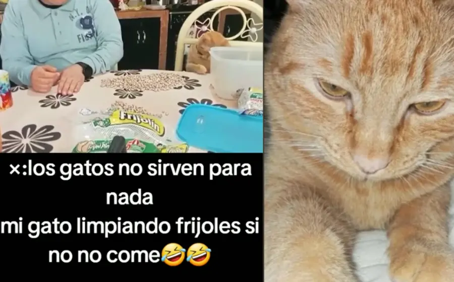 gato_ayuda_humano_separa_frijoles