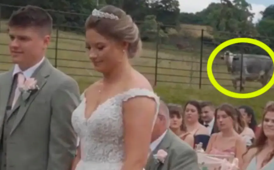 vaca_interrumpe_boda_en_campo