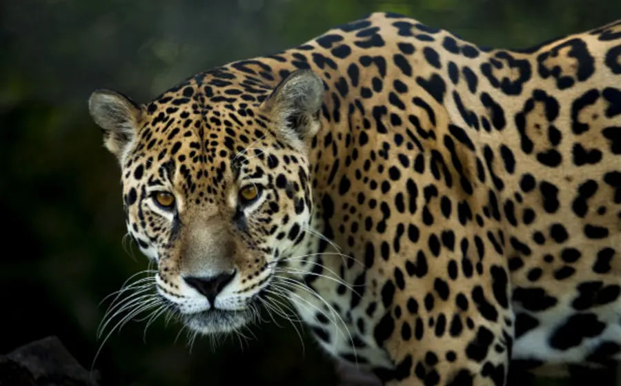 jaguar-oaxaca