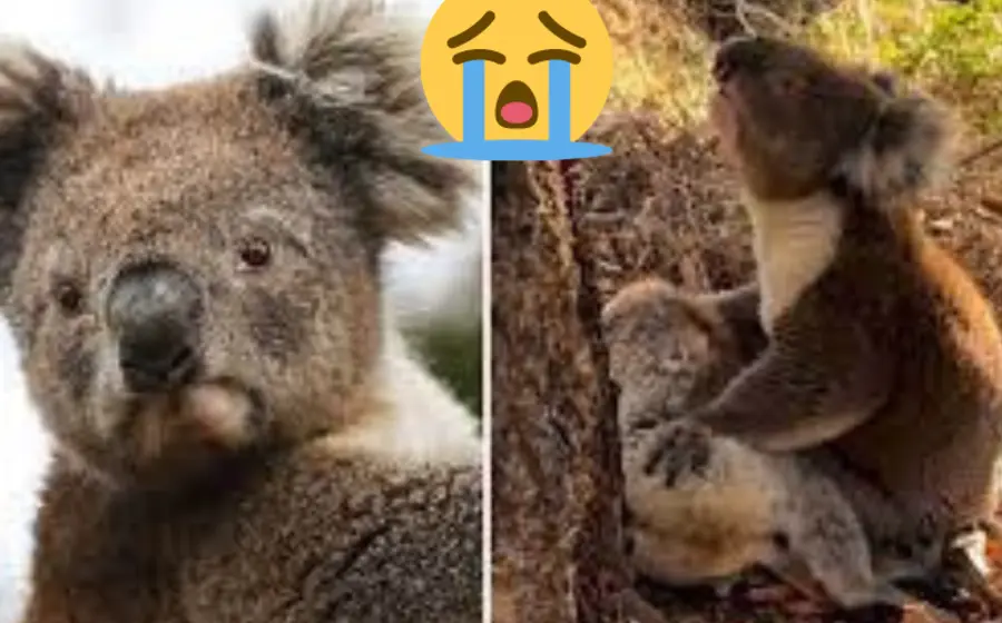 koala_llora_por_amiga_muerta