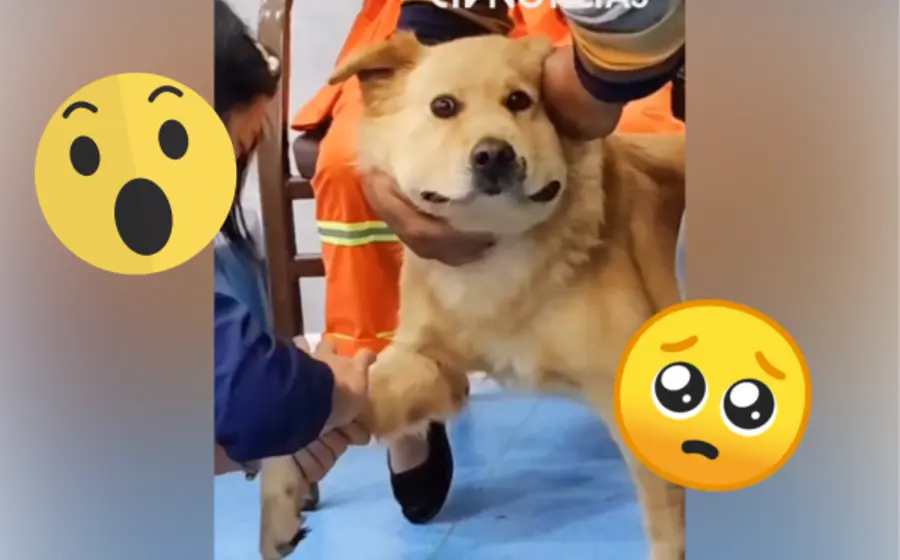 perro-portada