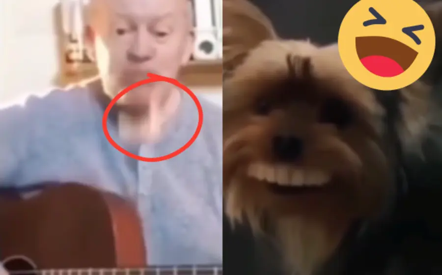 perro-portada