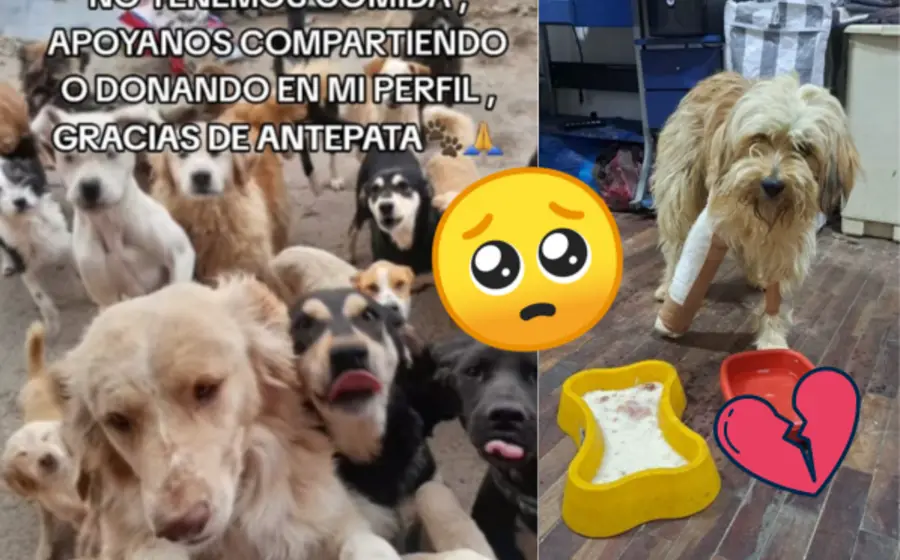 perros-portada