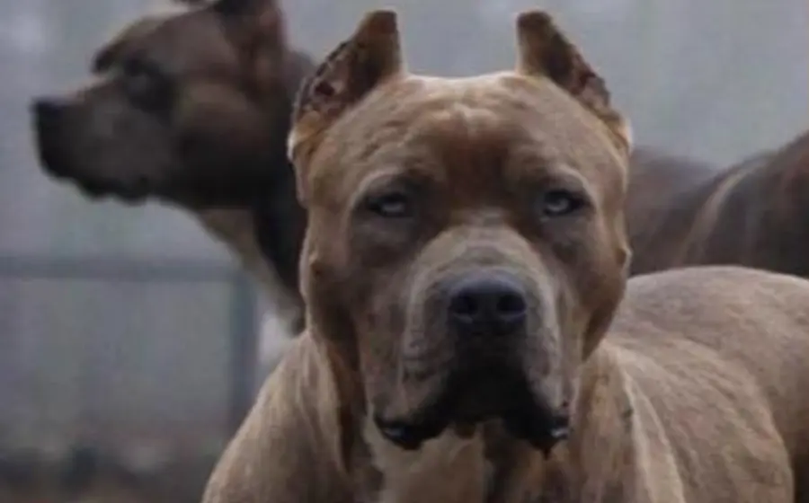 tres_pitbulls_agreden_niño_oaxaca