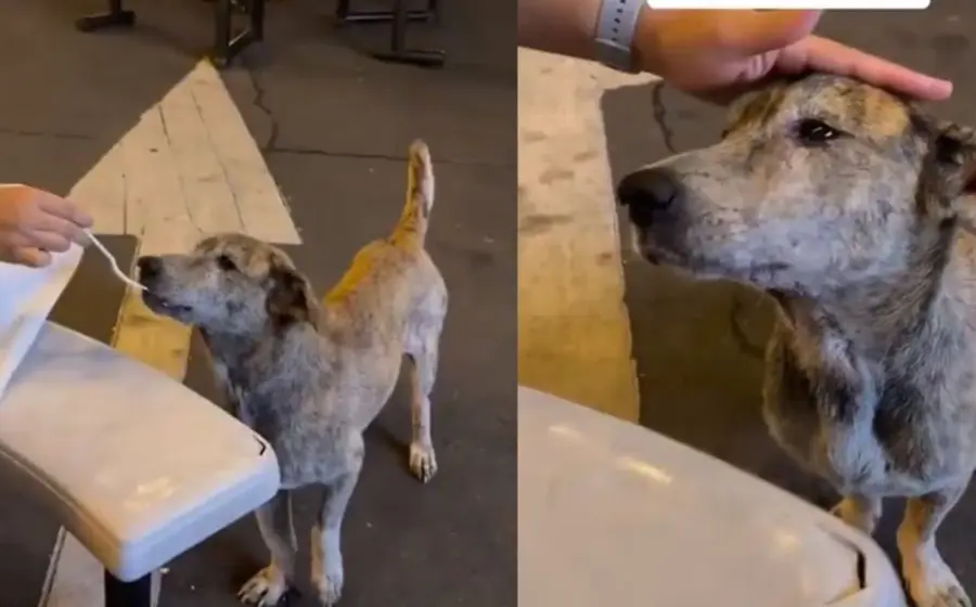lomito_recibe_comida_llora_agradecido