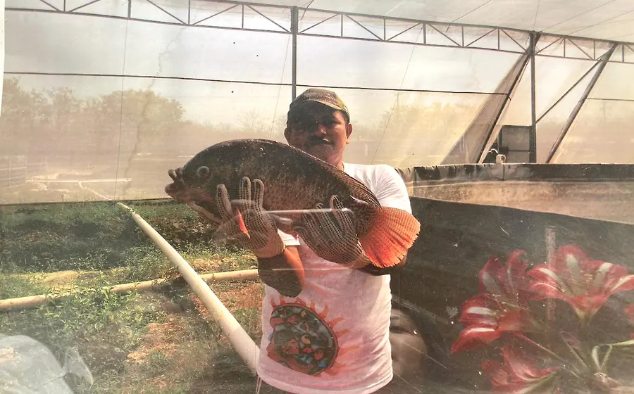 tilapia-portada