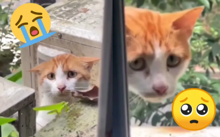 tuste-gato-portada