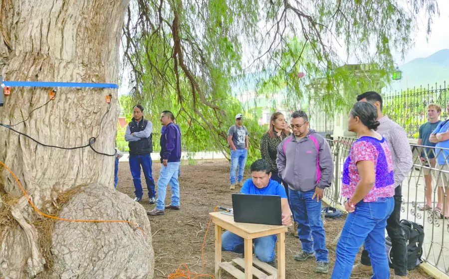 arbol-tule