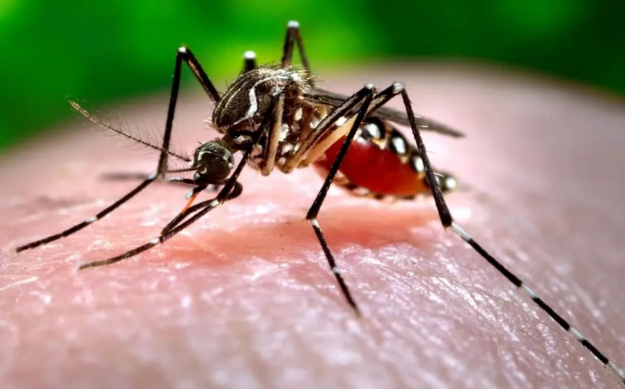 dengue-portada