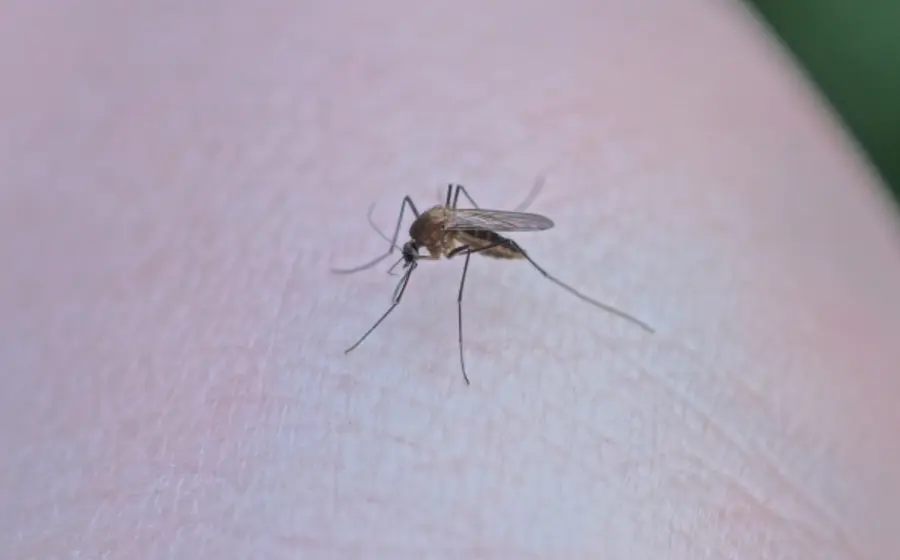 dengue