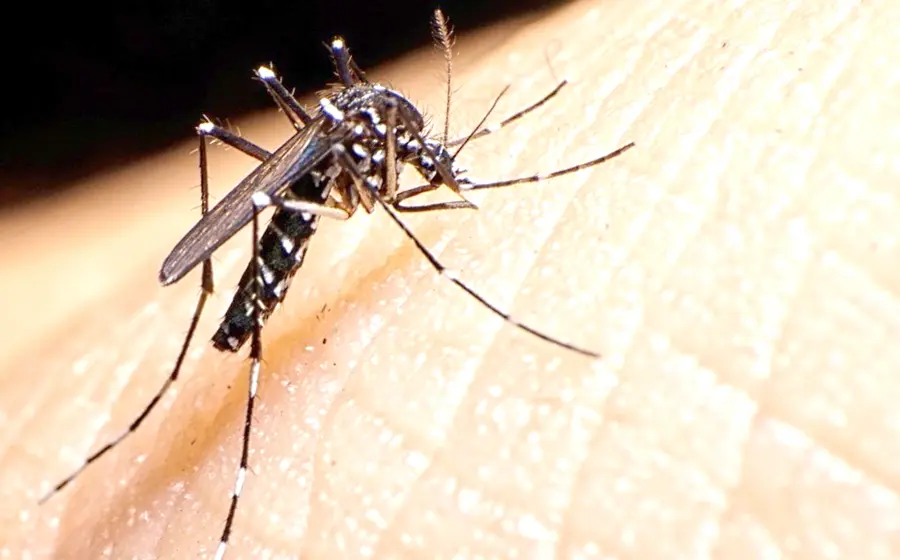 dengue