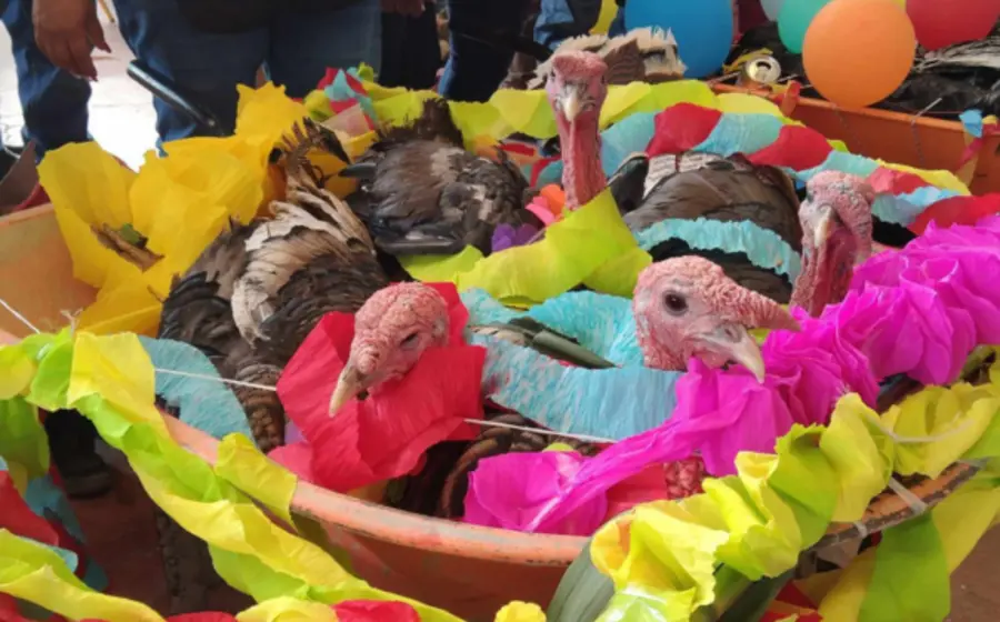 guajolotes