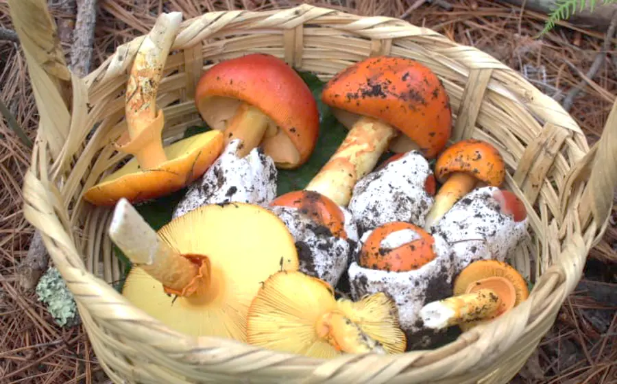 hongos