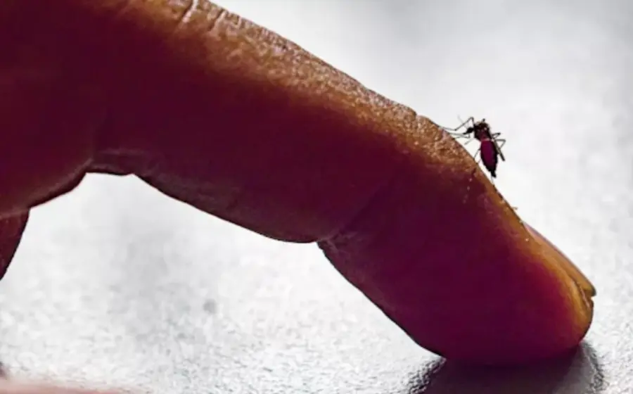 estabilizan_contagios_dengue_valles_centrales