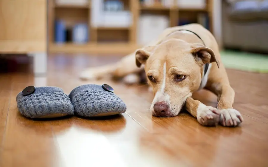 perros-tristes-por-duelo-portada-1280x720x80xX