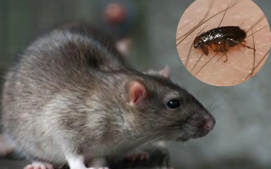 detectan_caso_peste_bubonica_eu