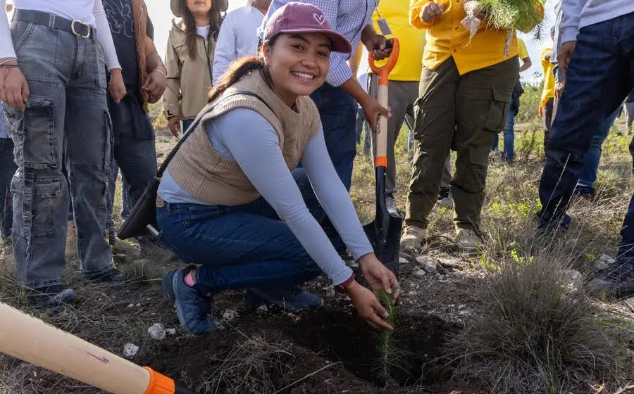 plantar-arbol