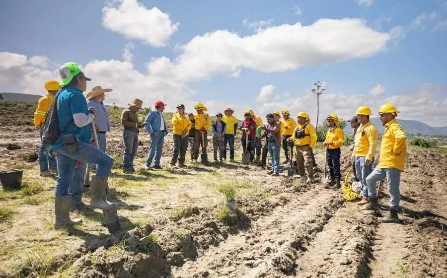 reforestacion