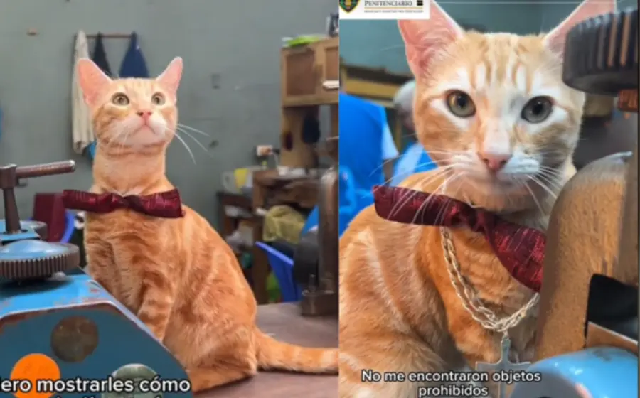 Sony-gato-Perú