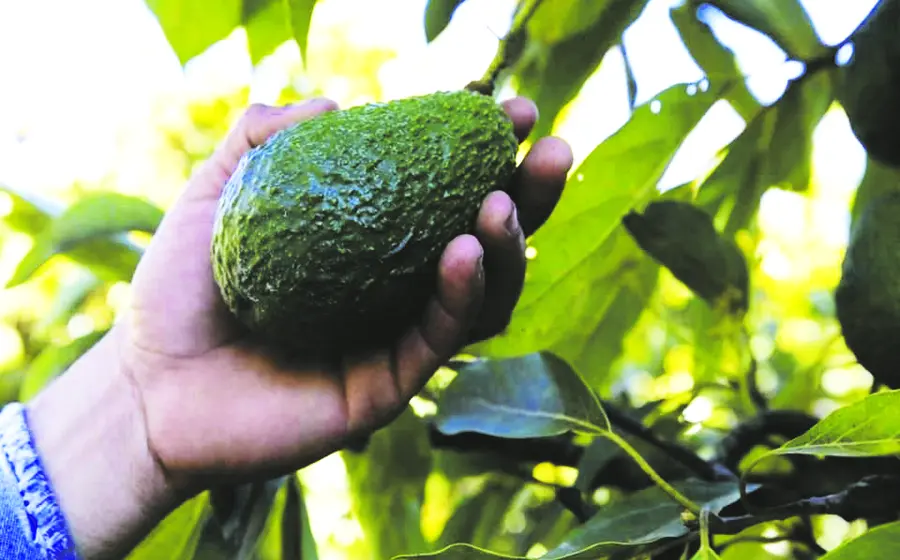aguacate-oaxaca