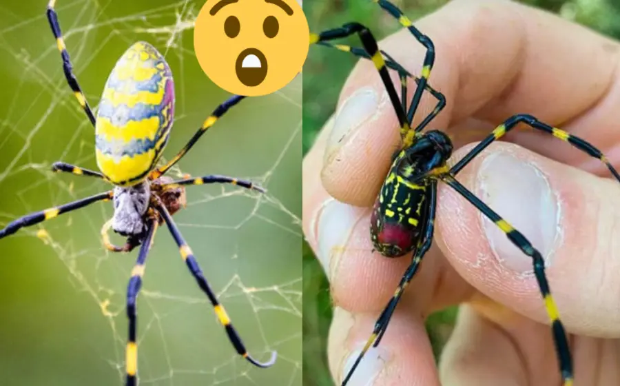 alertan_llegada_araña_joro_eu