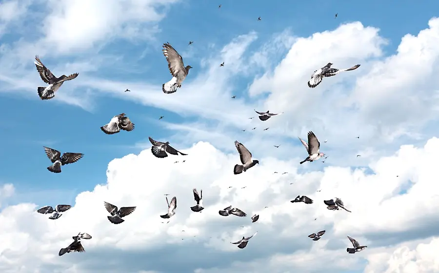aves-pajaros